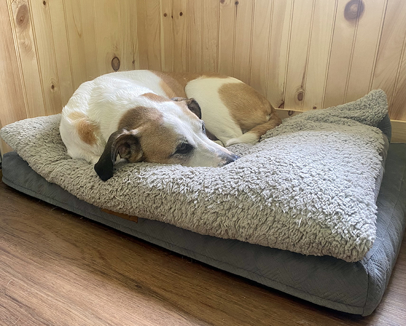 Apollo the dog on his favorite office bed at Chestnut Lake Camp
